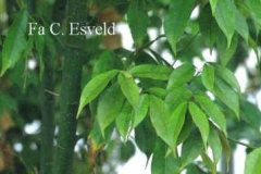Evergreen maple