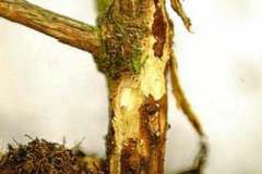 Viburnum - all species, hybrids and cultivars