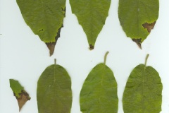 Molinadendron sinaloense 