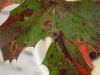 Oregon grape, Berberis aquifolium