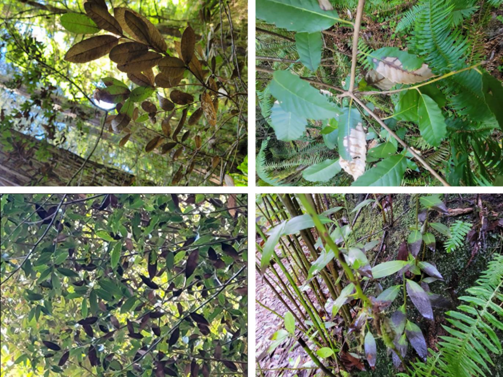 Suspected Calonectria californiensis symptoms on (top) tanoak and (bottom) bay laurel, from Del Norte County, CA and Curry County, OR.